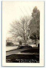 C1918 maple tree for sale  Terre Haute