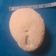 Beautiful vintage brain for sale  South Fork