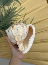 Vintage cassis conch for sale  West Hartford