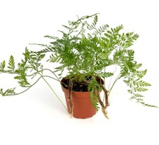 Rabbit foot fern for sale  Castaic