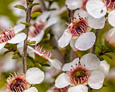 100 manuka tea for sale  Saint Augustine