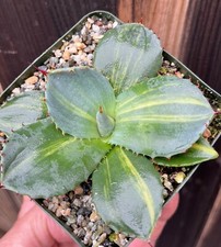 Agave parryi truncata for sale  Encinitas