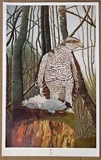 Goshawk bird art for sale  UK