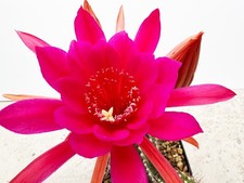 Hildewintera echinopsis tricho usato  Spedire a Italy