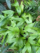 Chamaedorea microspadix bamboo for sale  Franklin