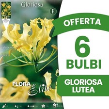 Bulbi primaverili offerta usato  Torre Canavese