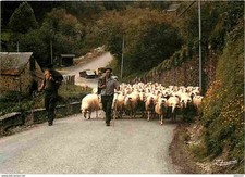 Animaux moutons pyrénées d'occasion  Fruges