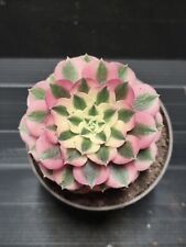 Aeonium pink witch for sale  KILMARNOCK