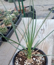 Beaucarnea stricta much for sale  North Las Vegas