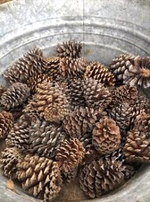 Natural pine cones for sale  Palmyra