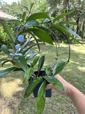 Hoya pubicalyx plant for sale  Inverness