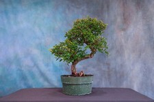 Chinese elm pre for sale  North Fort Myers