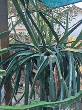 Dragon fruit sugar for sale  Visalia