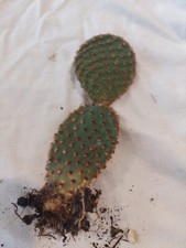 indoor plant cactus for sale indoor plant cactus for sale MILTON KEYNES