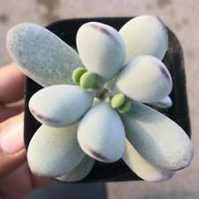 Cotyledon orbiculata cv. for sale  Fallbrook