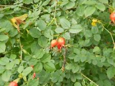 Samen heckenrose rosa gebraucht kaufen  Schmidmühlen