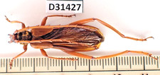 D31427. Insetos, Cerambycidae sp. Central do Vietnã. Legal!!!! Raro!!!!! comprar usado  Enviando para Brazil
