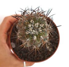 copiapoa cinerea usato copiapoa cinerea usato Napoli