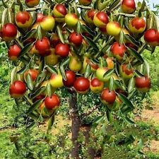 Jujube fruit tree for sale  Lincolnton