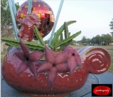 Stapelia grandiflora funky for sale  Freeport