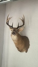 Point whitetail shoulder for sale  Naples