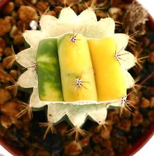 Cereus sp. north usato  Napoli