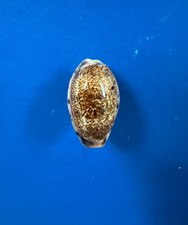 cowrie shells for sale cowrie shells for sale Lewes