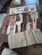anatomisches modell gebraucht kaufen anatomisches modell gebraucht kaufen  Marienberg, Pobershau