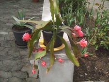 Wunderschöner kaktus epiphyll gebraucht kaufen  Herbstein