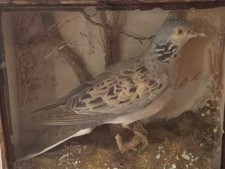 victorian taxidermy birds for sale victorian taxidermy birds for sale PULBOROUGH