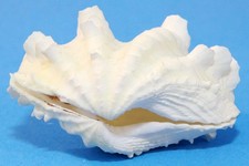 Fluted squamosa tridacna for sale  Tulsa