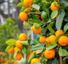 Calamondin trees inch for sale  Denver