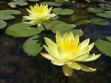 Yellow live water for sale  BUCKFASTLEIGH