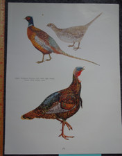 Vintage birds ringed for sale  Georgetown