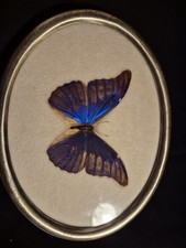 Echter morpho retenor gebraucht kaufen  Hesseneck