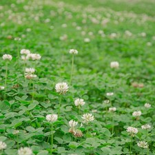 Outsidepride perennial white for sale  New York