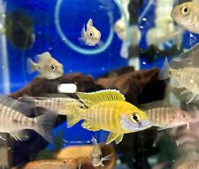 Live fish sunshine for sale  North Smithfield