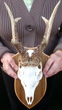 Kapitales rehbockgeweih geweih gebraucht kaufen  Frankenblick, Schalkau