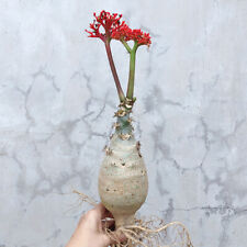 Gancio jatropha podagrica. usato  Spedire a Italy