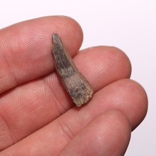 .rex rex tooth for sale  Isabel