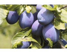 Bio zwetschgenbaum spalier gebraucht kaufen  Deutschland