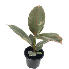 Ruby ficus rubber for sale  Denver
