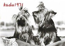484 yorkshire terrier gebraucht kaufen  Perleberg