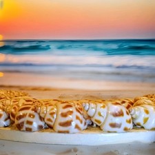 white seashell plate for sale  Gainesville