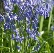 English bluebell fresh for sale  PONTYPRIDD