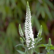 Veronica white wands for sale Veronica white wands for sale  MARCH