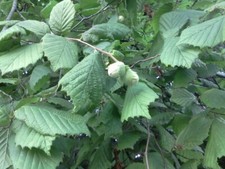 Usado, Esquejes De Avellano Silvestre, Corylus comprar usado  Enviando para Brazil