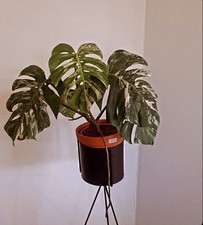 Monstera deliciosa variegata gebraucht kaufen  Papenburg