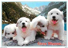 Animaux chiens chien d'occasion  Fruges