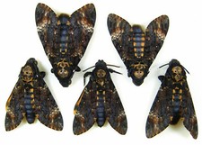 Sphingidae. acherontia atropos for sale  Shipping to United Kingdom